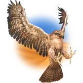 HALCON